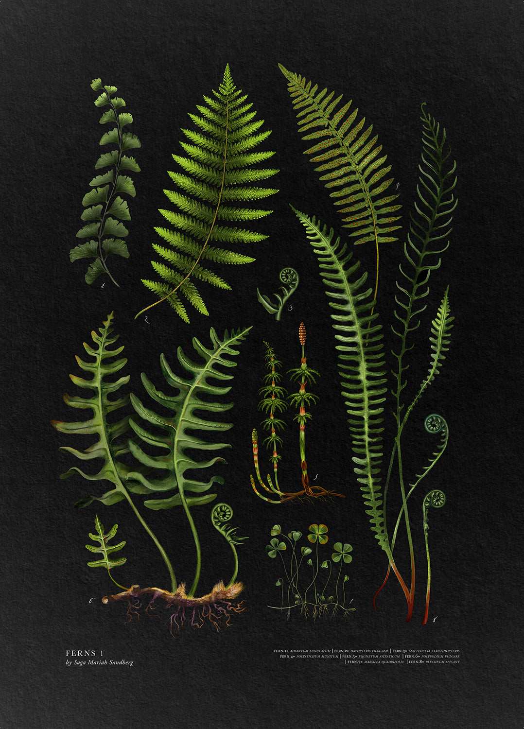 FERNS No1