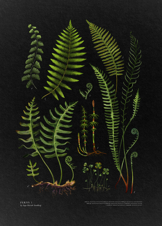 FERNS No1