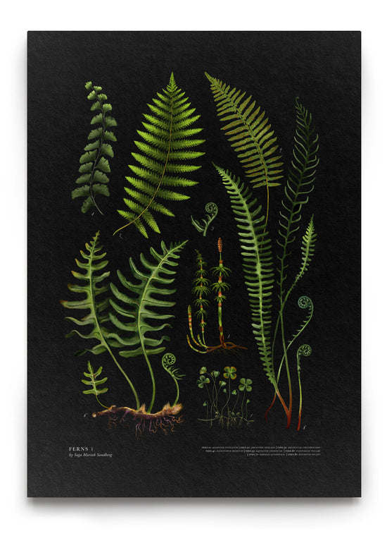 Load image into Gallery viewer, FERNS No1
