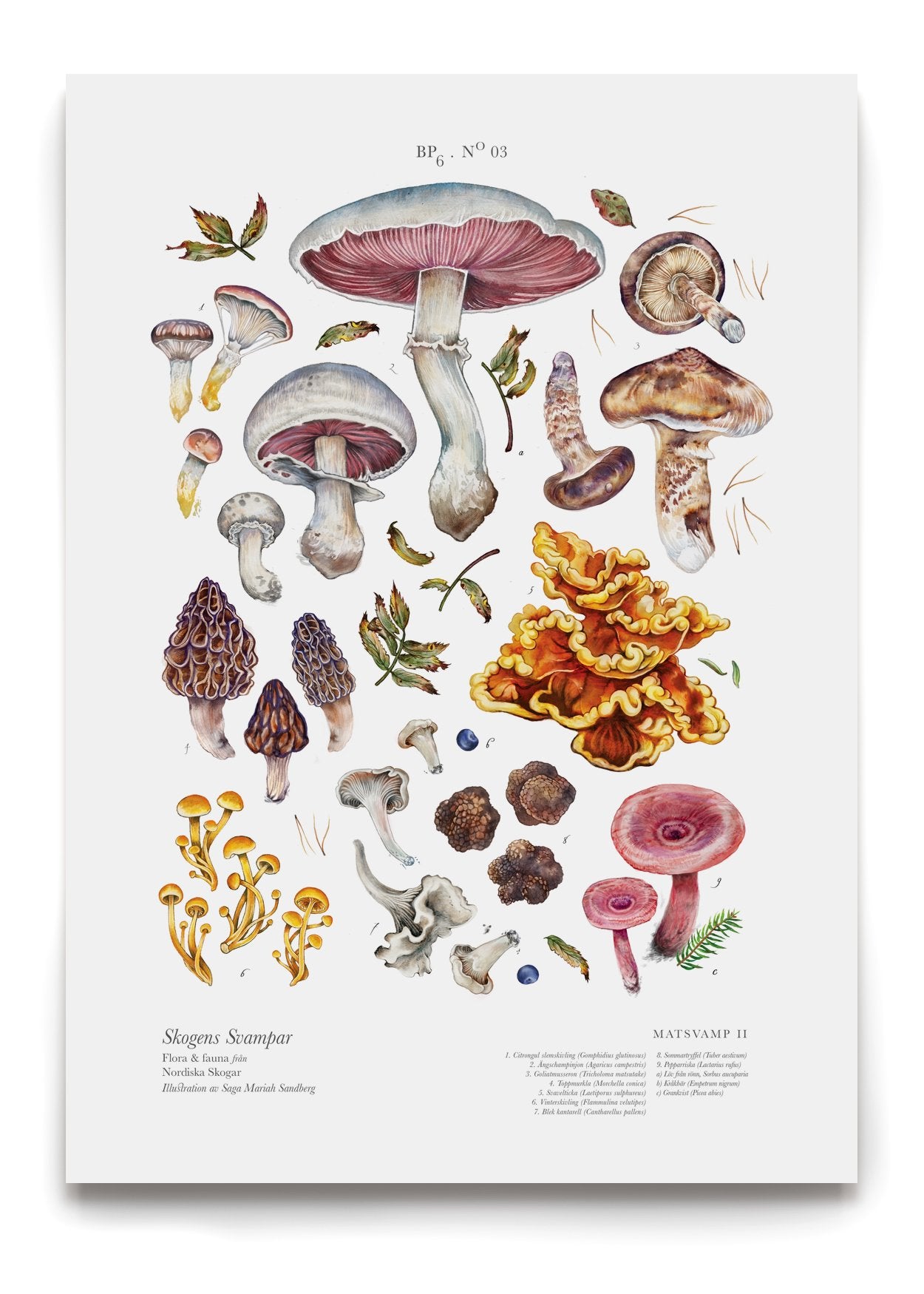 Edible Mushrooms II