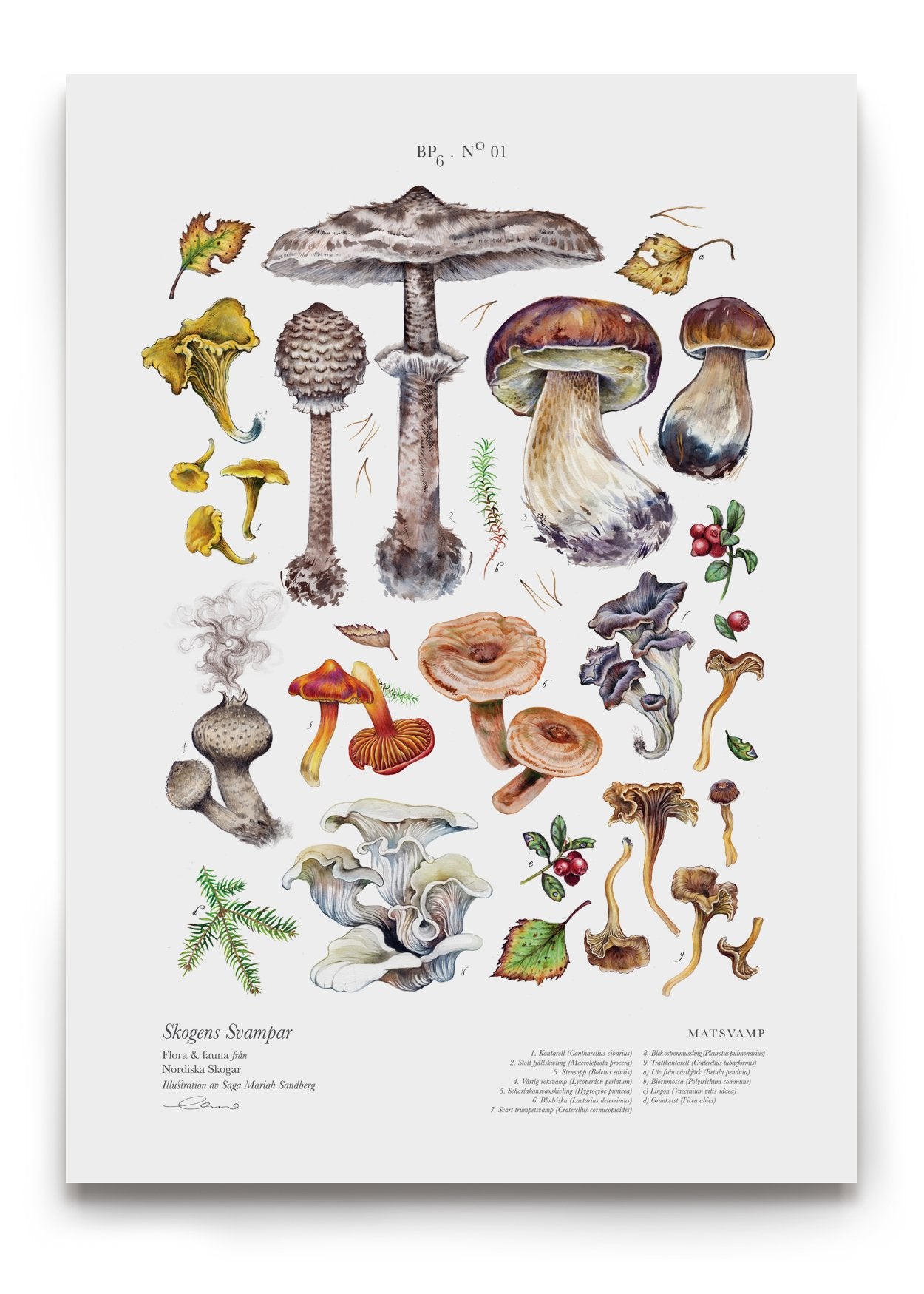 Edible Mushrooms I