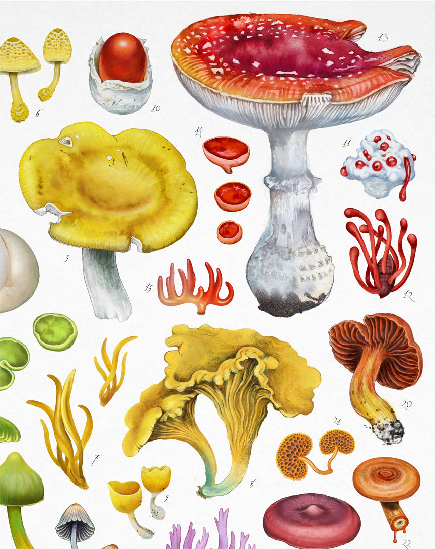 Mushroom Charts Saga Mariah Shop