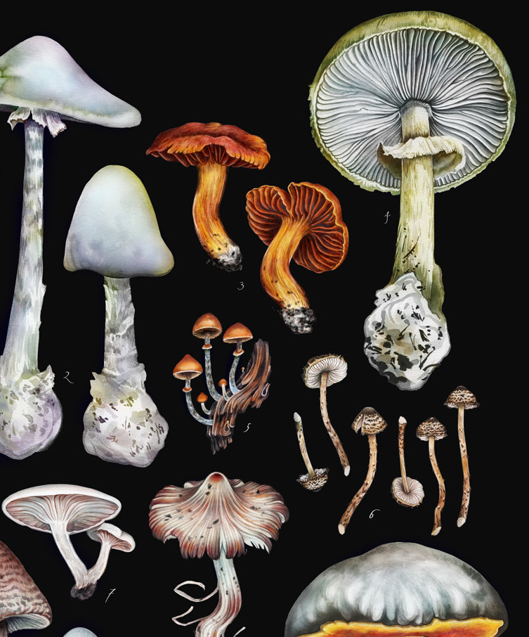 Deadly Mushrooms
