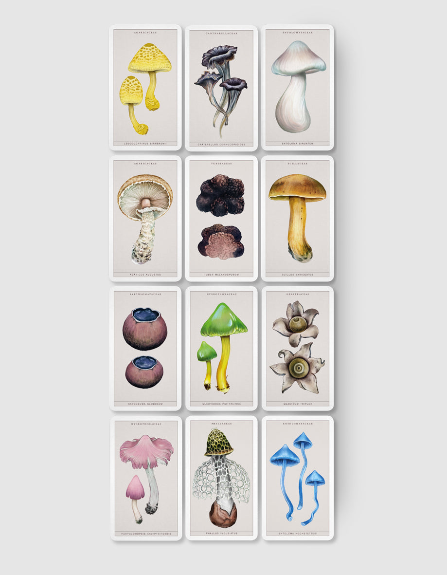 FUNGI CARDS 2