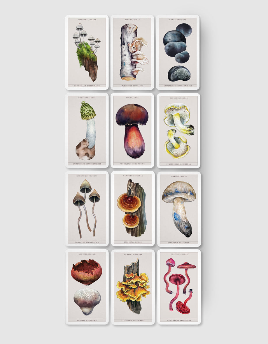 FUNGI CARDS 3