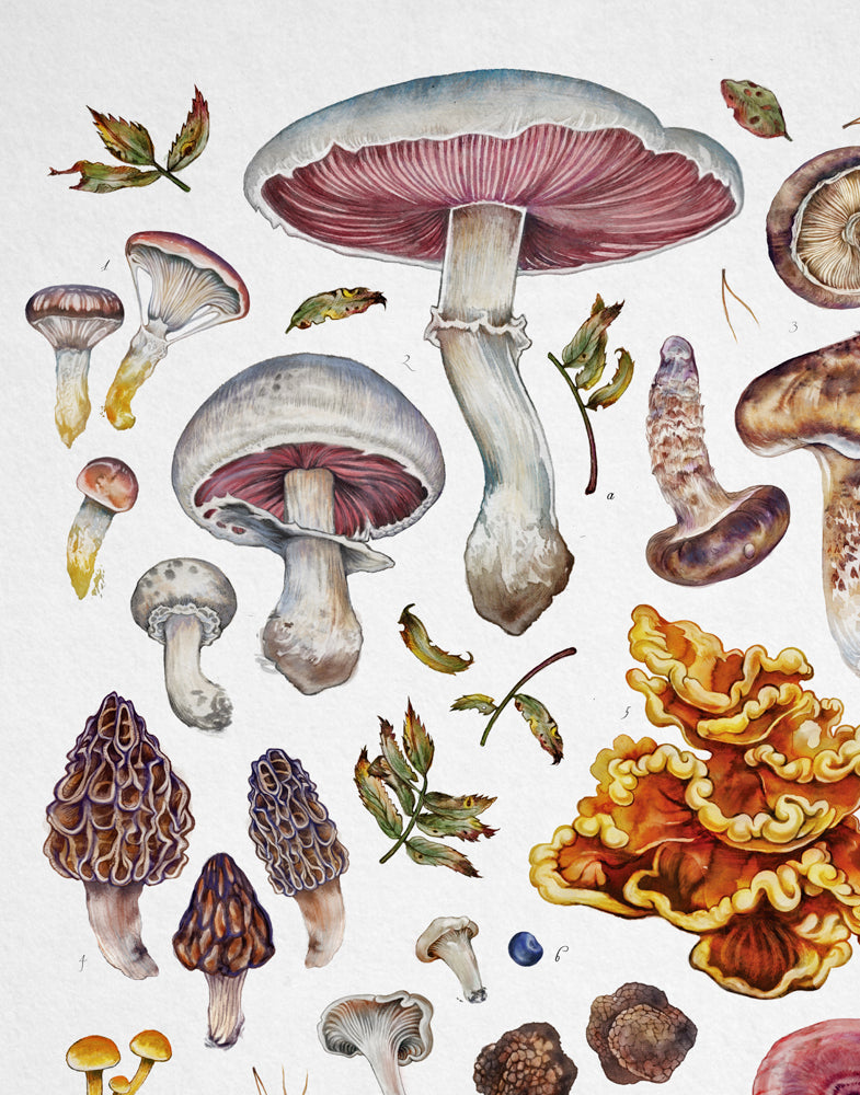 Edible Mushrooms II