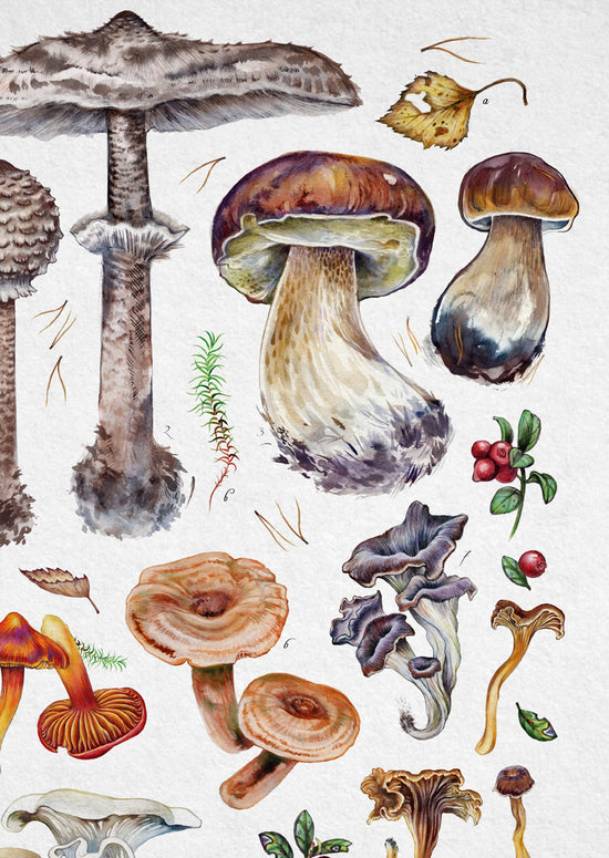 Edible Mushrooms I